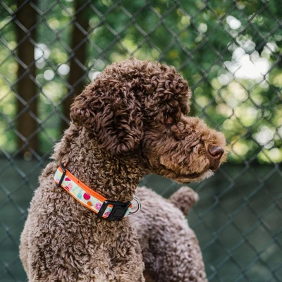 The Worthy Dog Tutti Frutti Adjustable Dog Collar 3 The Worthy Dog Tutti Frutti Adjustable Dog Collar