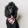 The Worthy Dog Stewart Tartan Plaid Classic Square Tie-On Bandana -Pet Shop GUEST 446bef86 22bb 47ff aeaa bd4f43c26733