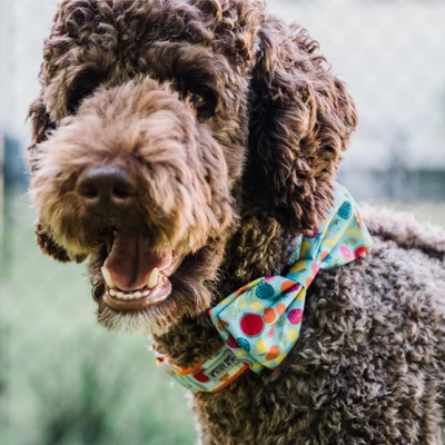 The Worthy Dog Tutti Frutti Adjustable Bow Tie Accessory 6 The Worthy Dog Tutti Frutti Adjustable Bow Tie Accessory - Image 4