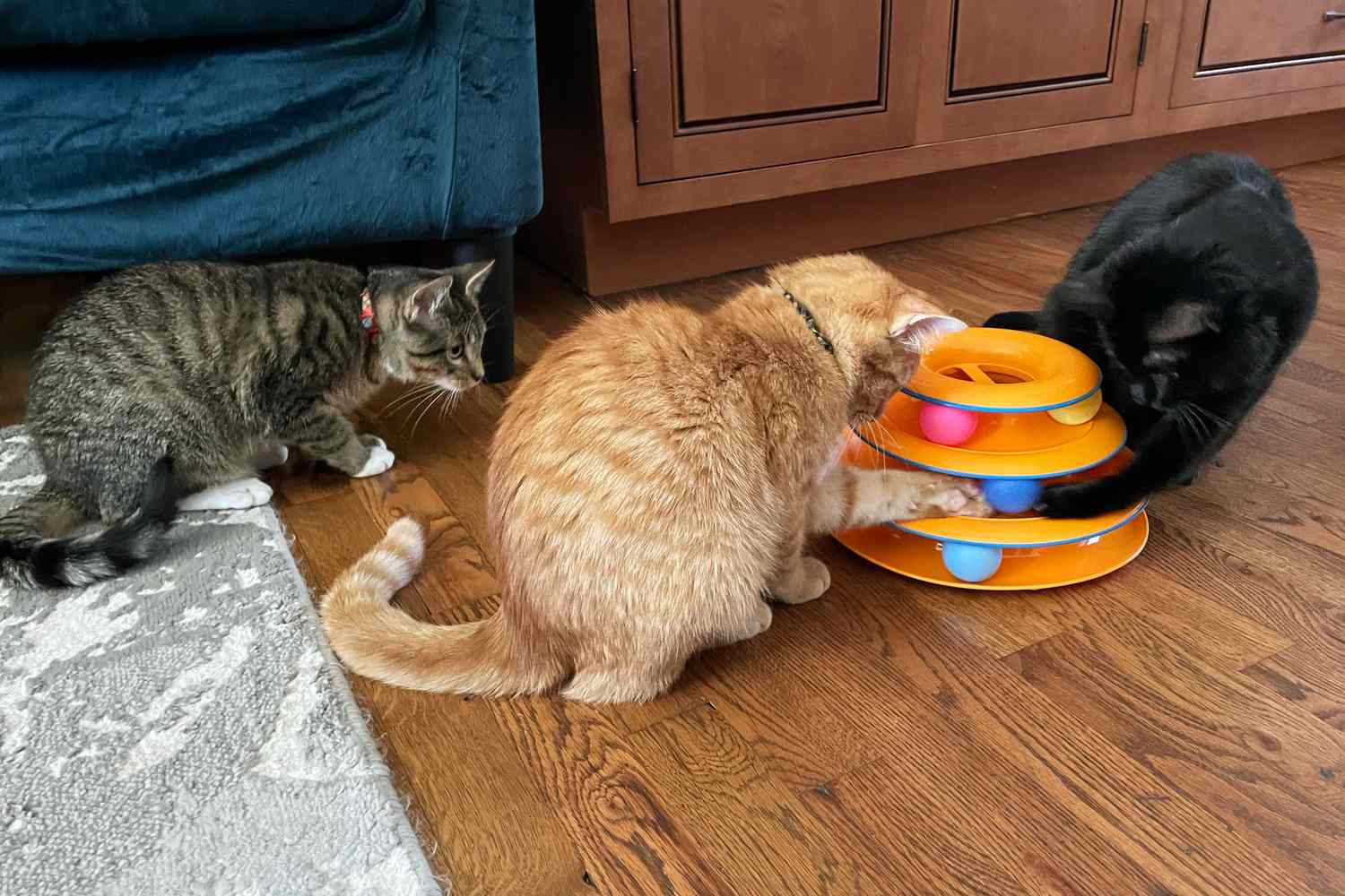 Pet Shop 2 Pet Shop -Pet Shop peo cat toys test catstages tower tracks 3 count cassidy walter 13 crop c8aab610212741debd58a64884fcba36